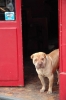 Shar-Pei at Rush Bar